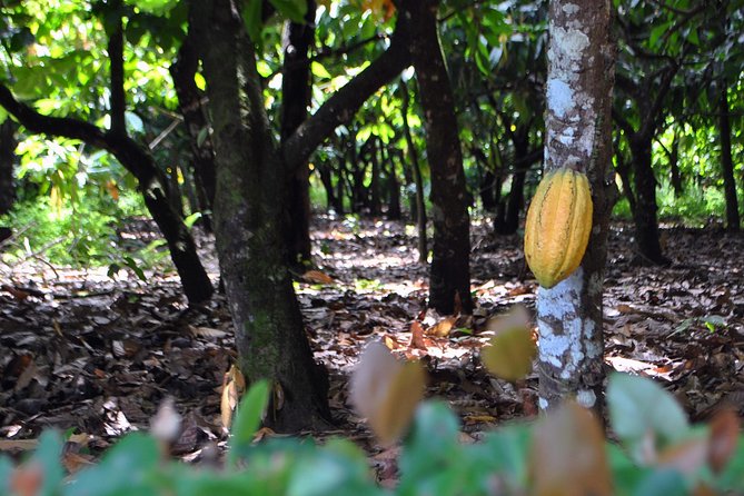 Cocoa Trail and Making of Chocolate Tour From Santo Domingo - Booking Information
