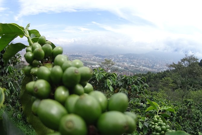 Coffee Experience - Coffee Tour in Medellin - Traveler Reviews