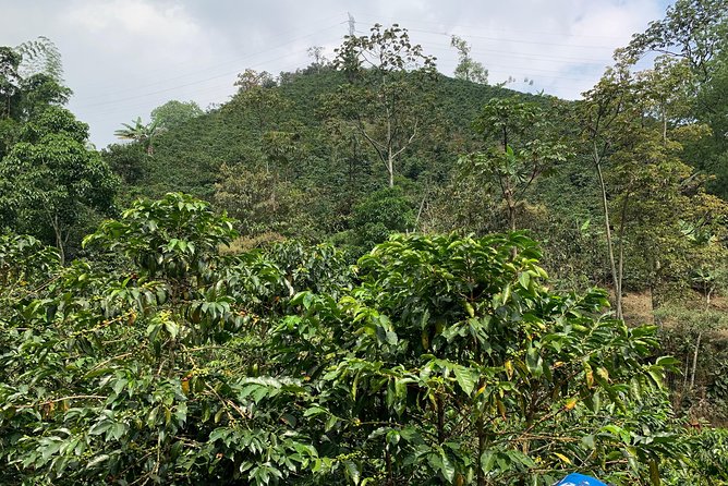 Coffee Tour - Tour Highlights