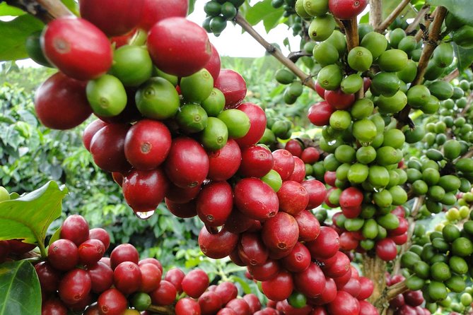 Costa Rica Coffee Farm Tour Unveiled - Coffee Production Process