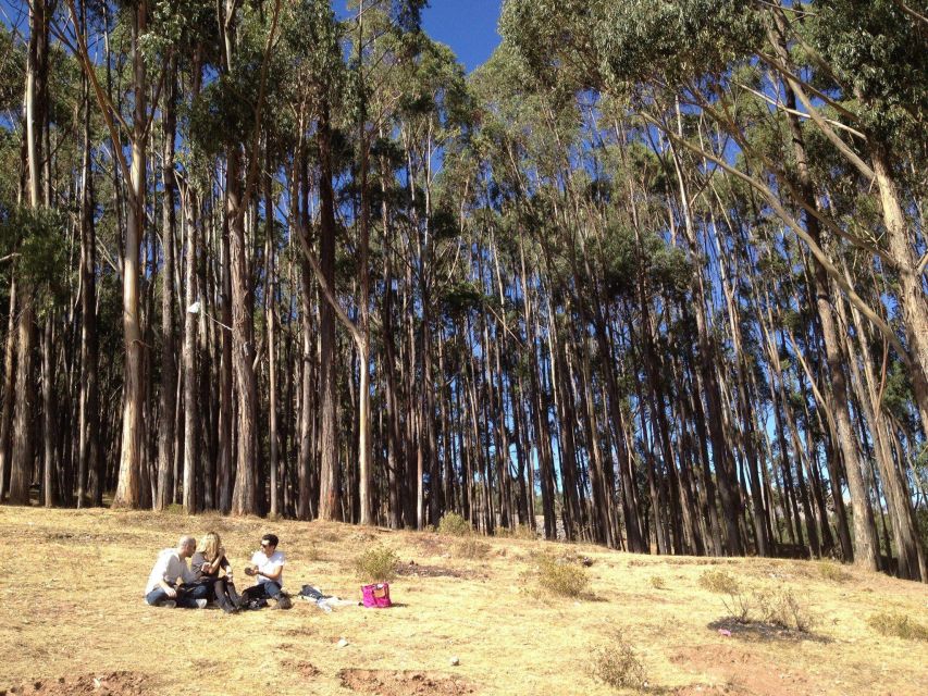 Cusco: Qenqo Eucalyptus Forest Andean Picnic Painting - Booking Information