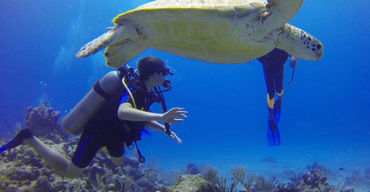 Deep Dive Discovery - Scuba Diving in Paracas - Experience Highlights