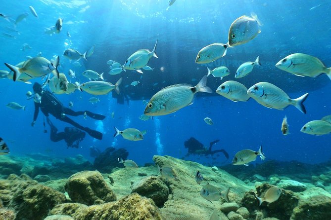 Discover Scuba Diving From Kusadasi / Selcuk Hotels - Contact and Support Information