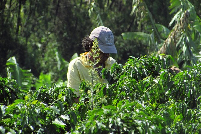 Discover the Essence of Coffee Region Tour - Location Details