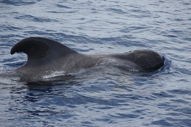 Dolphin and Whale Watching Catamaran Cruise From Funchal - Confirmation, Accessibility, and Additional Information