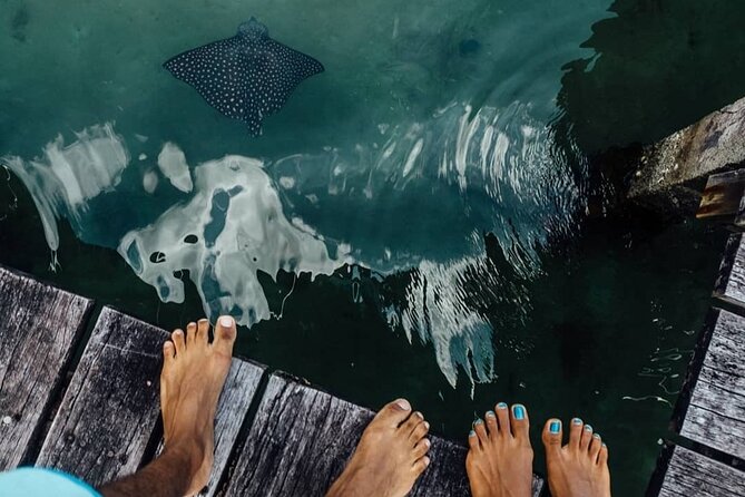 Dolphin Bay and Coral Cay With Drinks Private Tour in Zapatilla - Inclusions
