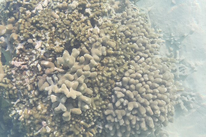 Educational Coral Gardening Snorkeling Adventure - Coral Gardening Techniques