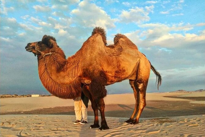 Exclusive Camel Buggy Adventure in Ica - Cancellation Policy Details
