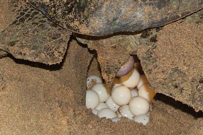 Experience With Sea Turtles in Boavista - What to Expect During a Sea Turtle Encounter