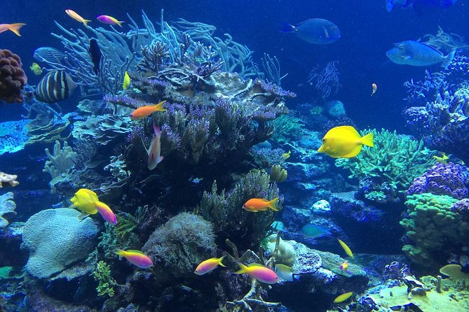 Falmouth Shore Excursion: Private Snorkel Tour - Good To Know