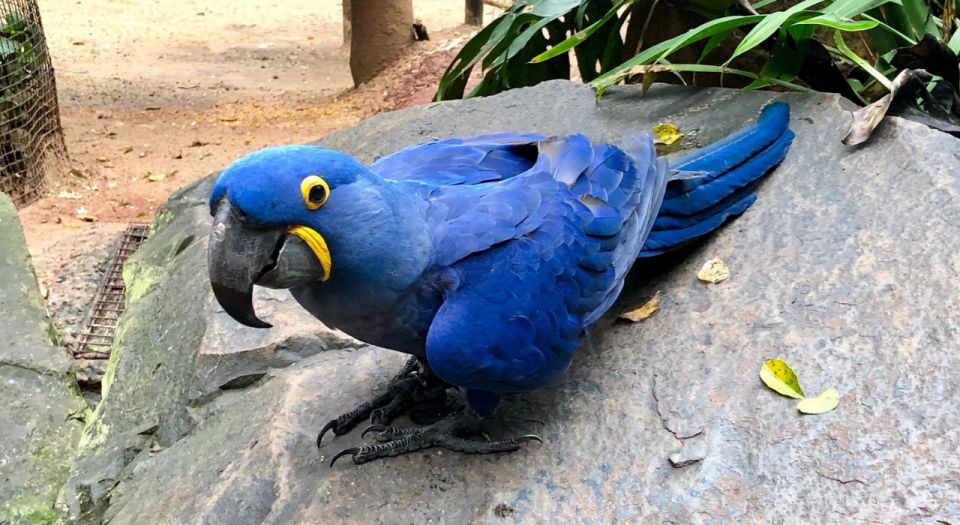 Foz Do Iguaçu: Bird Park Tour With Tickets - Good To Know