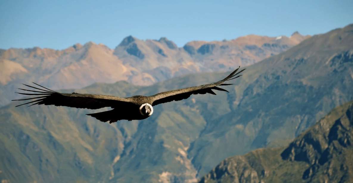 From Arequipa: 2-Days Tour of the Colca Canyon Hotel - Tour Experience Highlights