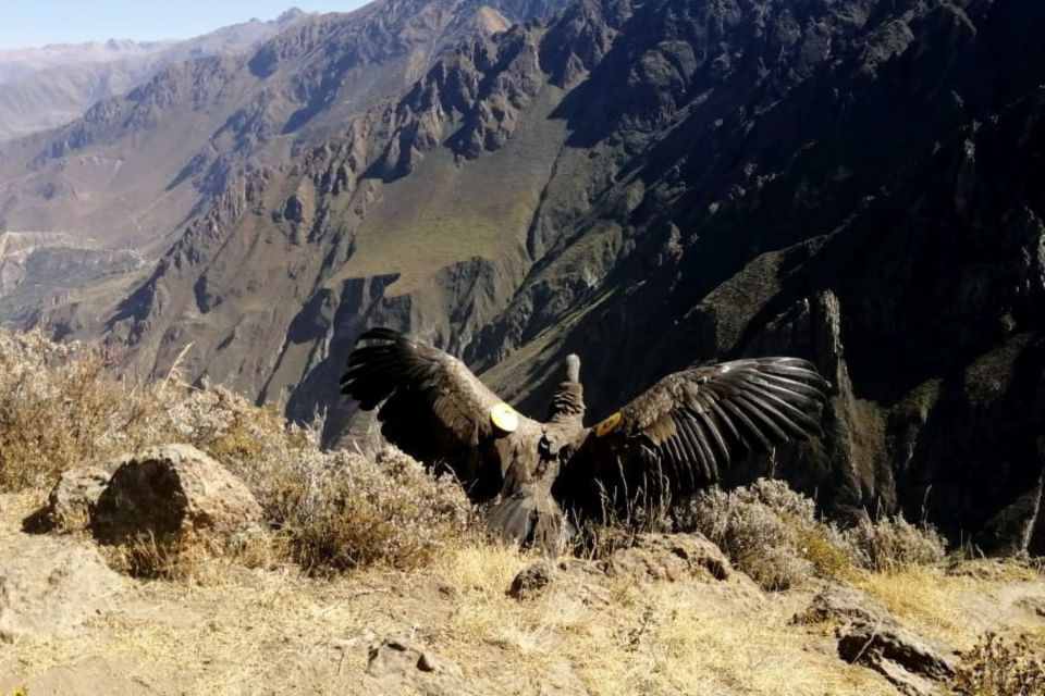 From Arequipa: Colca Canyon All Include Full Day - Experience Highlights