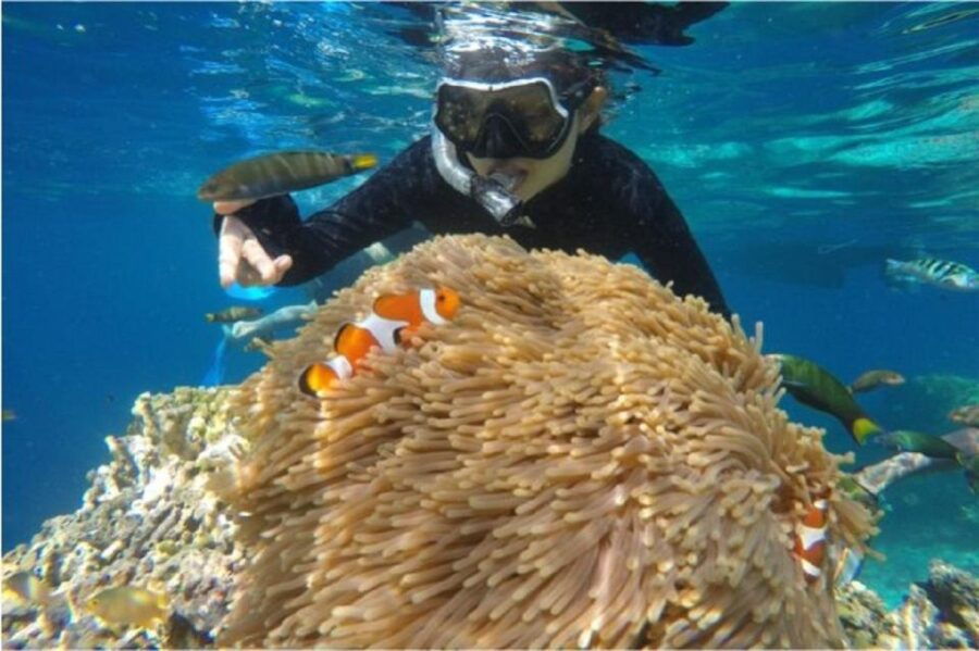 From Banyuwangi: A Private Tour Menjangan & Tabuhan