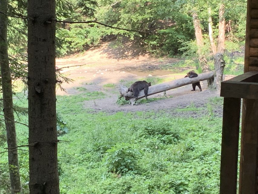 From Brasov: Bear Watching in the Wild