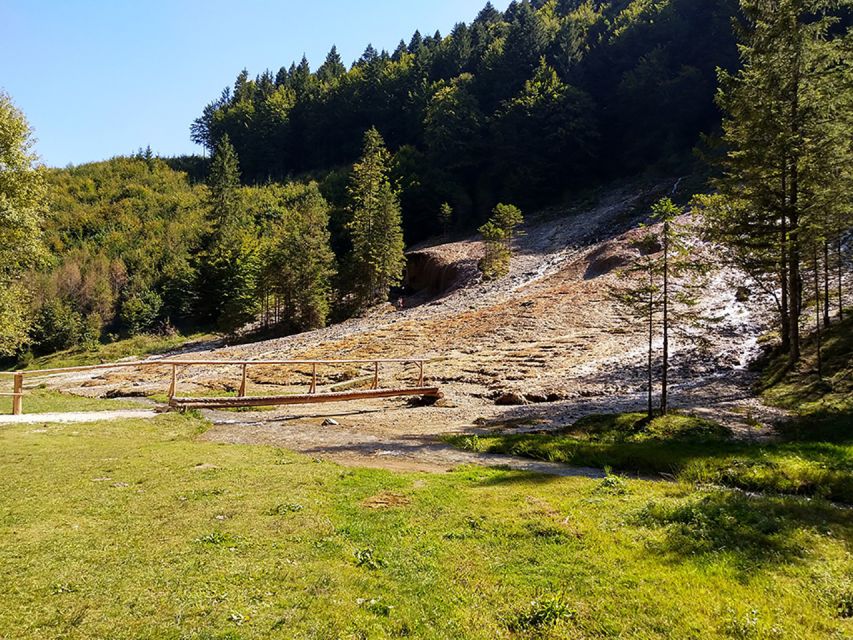 From Brasov: Day Trip to Bison Reserve & Traditional Lunch - Experience Highlights