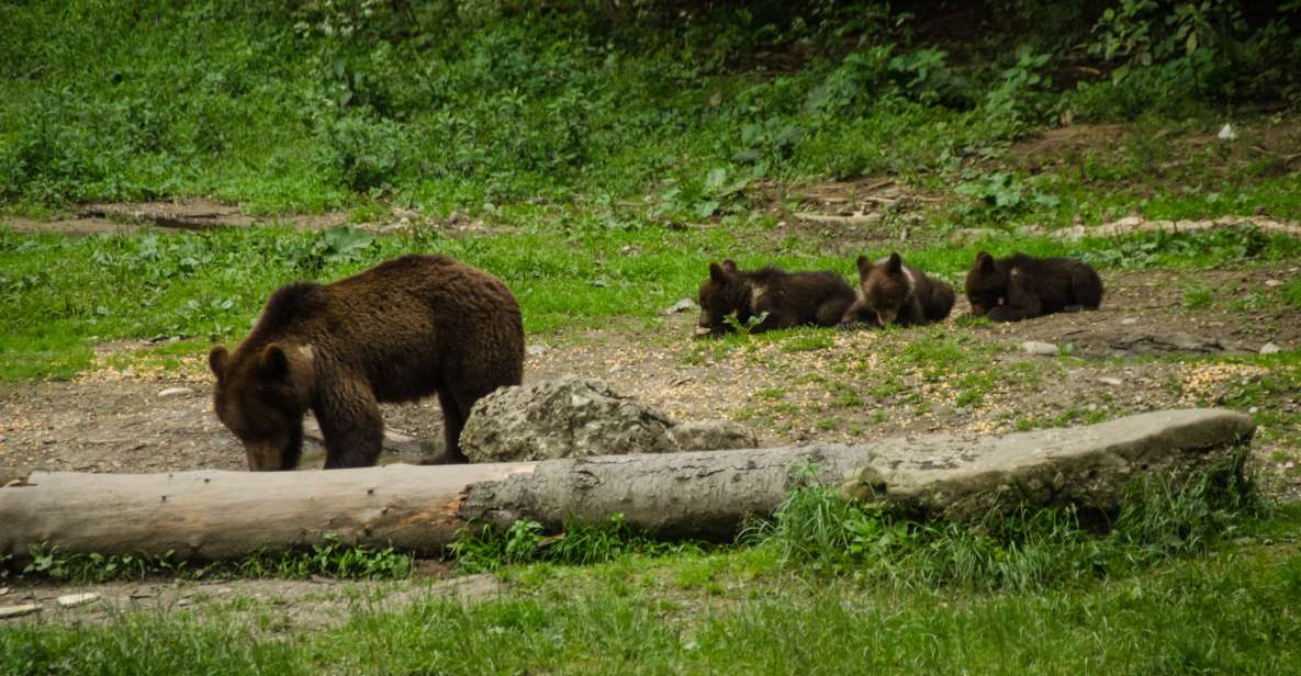 From Brasov: Small-Group Bear Watching Experience - Good To Know