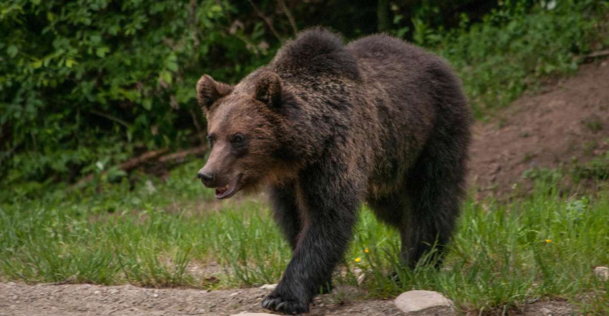 From Brasov: Small-Group Brown Bear Watching Tour - Tour Details