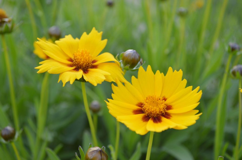 From Bucharest: 1-Way Private Transfer to Veliko Tarnovo - Transportation Information