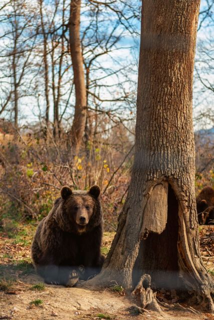 From Bucharest: Dracula's Castle & Bear Sanctuary Day Tour - Good To Know