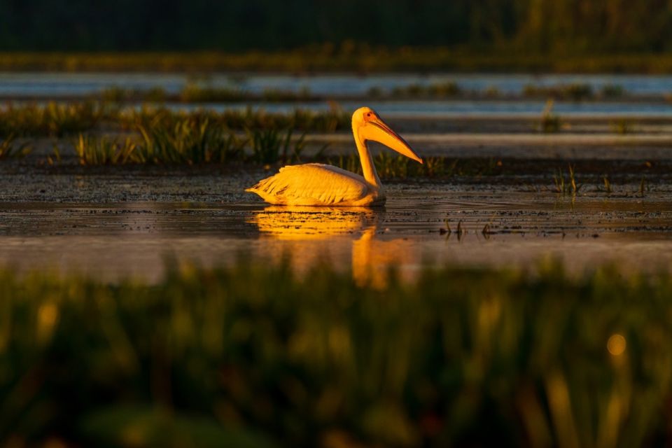 From Constanta: Day Trip to the Danube Delta - Experience Highlights