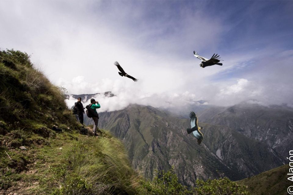 From Cusco: Condor Sighting in Chonta - Experience Highlights