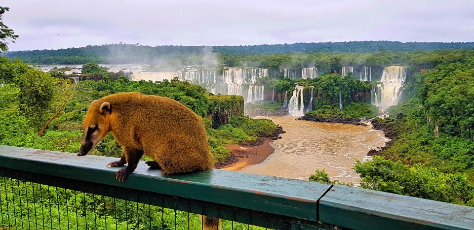 From Foz Do Iguaçu: Brazilian Side of the Falls With Ticket - Good To Know