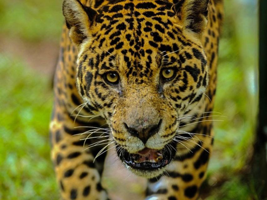 From Iquitos: Amazonas 4 Days 3 Nights - Detailed Itinerary for 4-Day Adventure