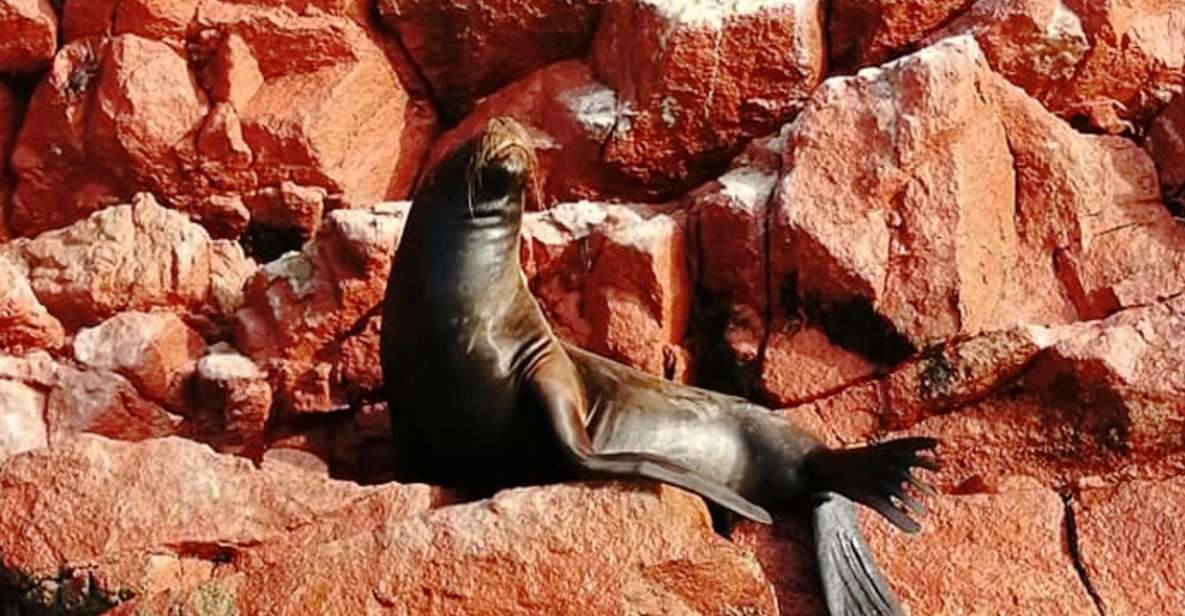 From Lima: Ballestas Islands, Huacachina Oasis and Vineyards - Experience Highlights