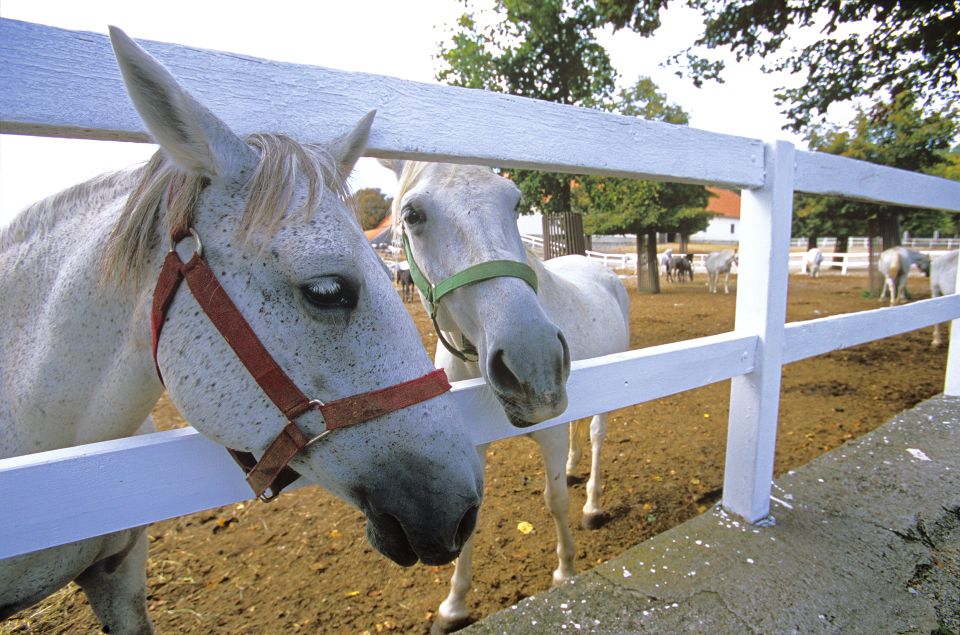 From Ljubljana: Lipica Stud Farm and Piran Full-Day Tour