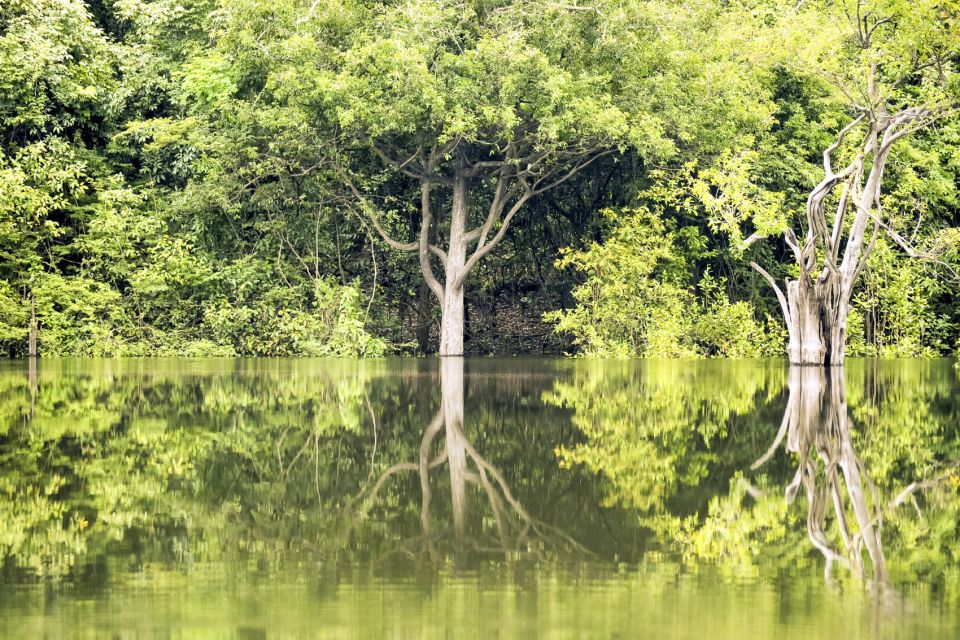 From Manaus Cruise Terminal: Amazon Rainforest Highlights - Activity Details