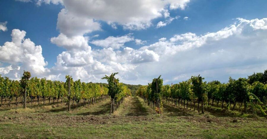 From Naples: Wine Experience and Visit of Fontanarosa