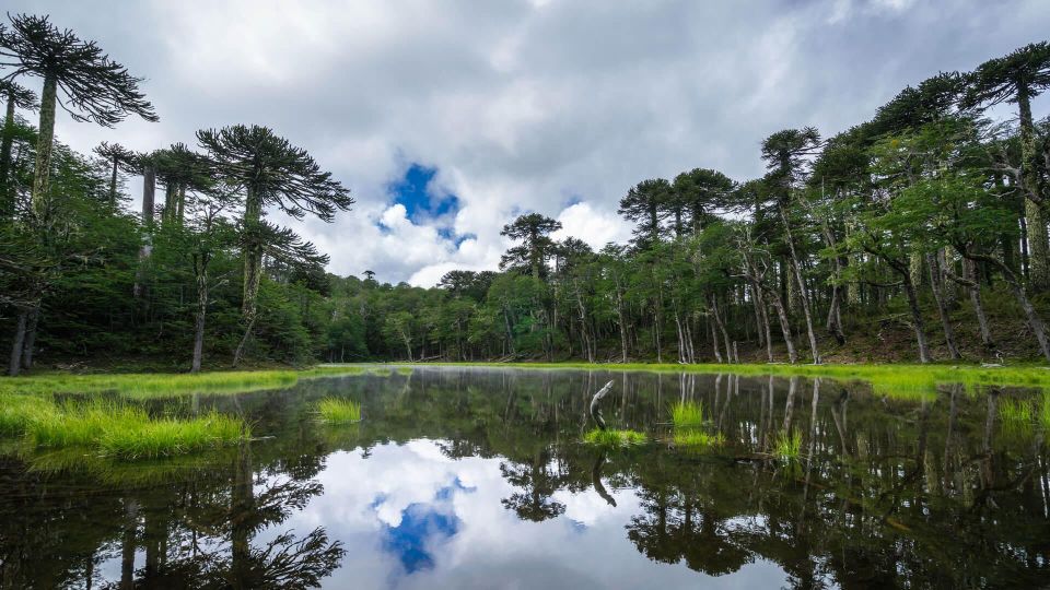 From Pucón: Huerquehue National Park Hiking Tour - Tour Details