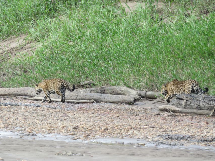 From Puerto Maldonado: 2-Day Tambopata Rainforest Tour - Inclusions and Booking Options