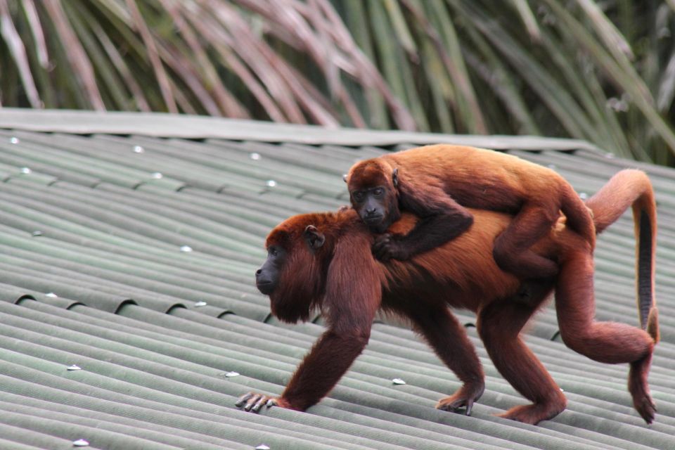 From Puerto Maldonado - Tambopata 4D/3N - Experience Highlights