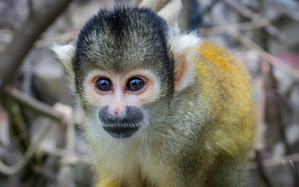 From Tambopata: in the Heart of Sandoval Lake 4d/3n - Flexible Cancellation Policy