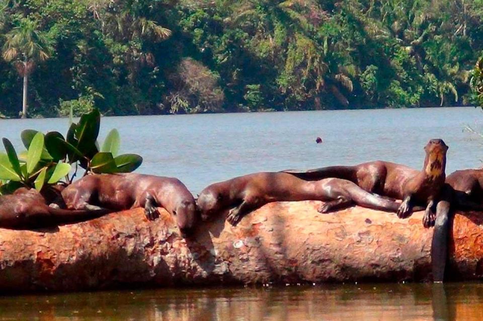 From Tambopata: Sandoval Lake Full Day - Activity Details