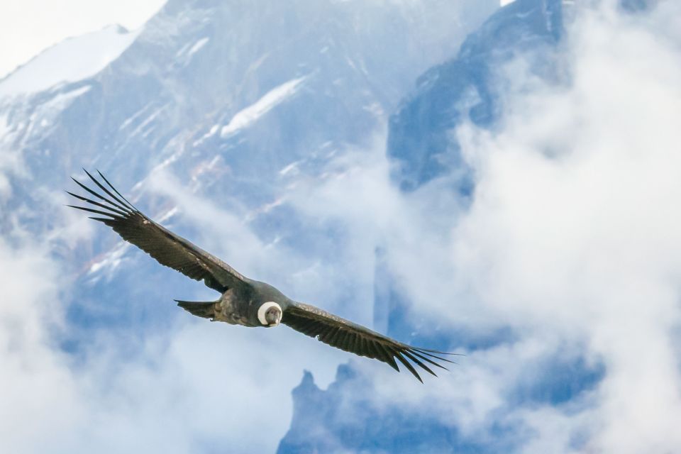 Full-Day Condor Viewpoint & Inca Sites Tour - Experience Highlights