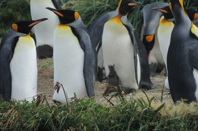 FULL DAY KING PENGUIN COLONY (Private Tours) - Itinerary Details