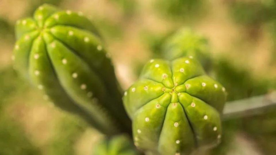 Full Day San Pedro Ceremony in Cusco - Payment Details