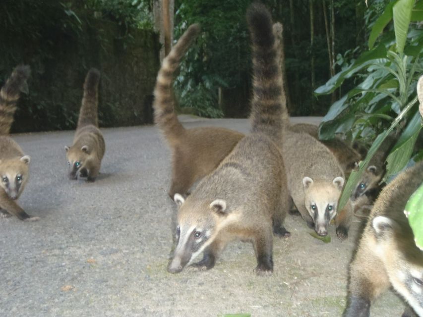 Hiking to Tijuca Peak - The Highest Summit in Tijuca Forest - Tour Highlights
