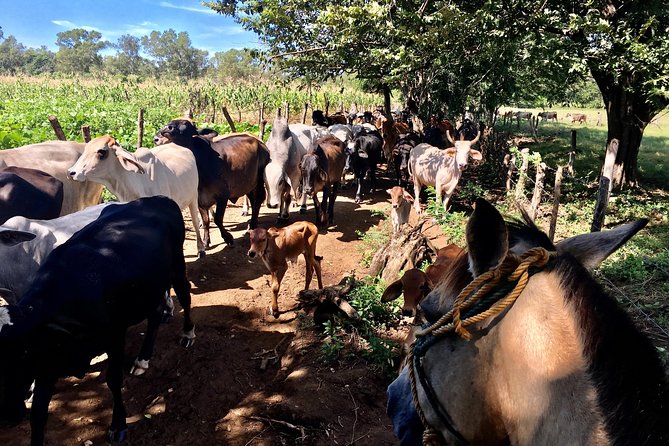 Horseback Riding Private Tour - Visual Content Highlights