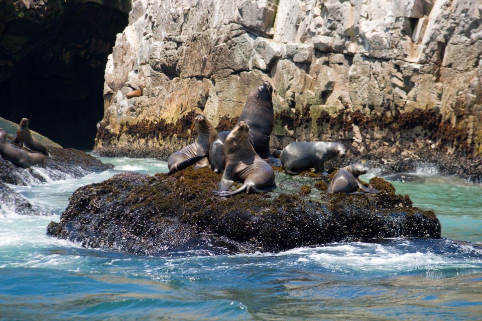 Lima: Sea Lion Swim and Wildlife Palomino Islands Cruise - Activity Information