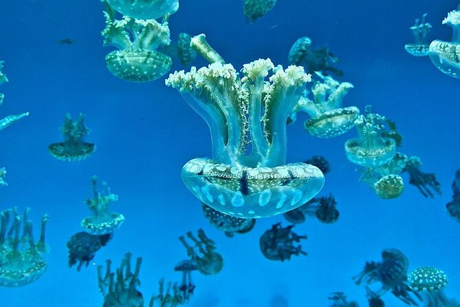 Long Beach Aquarium of the Pacific Transfers and Tickets. - Good To Know