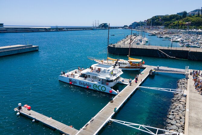 Madeira Dolphin and Whale Watching on a Ecological Catamaran - Final Thoughts and Recommendations