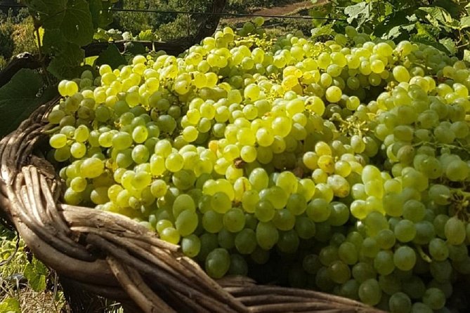 Madeira Wines Tasting Vineyards & Skywalk in 4x4 Full Day Tour - Fabulous Tour: Best Guide and Enjoyable Activities