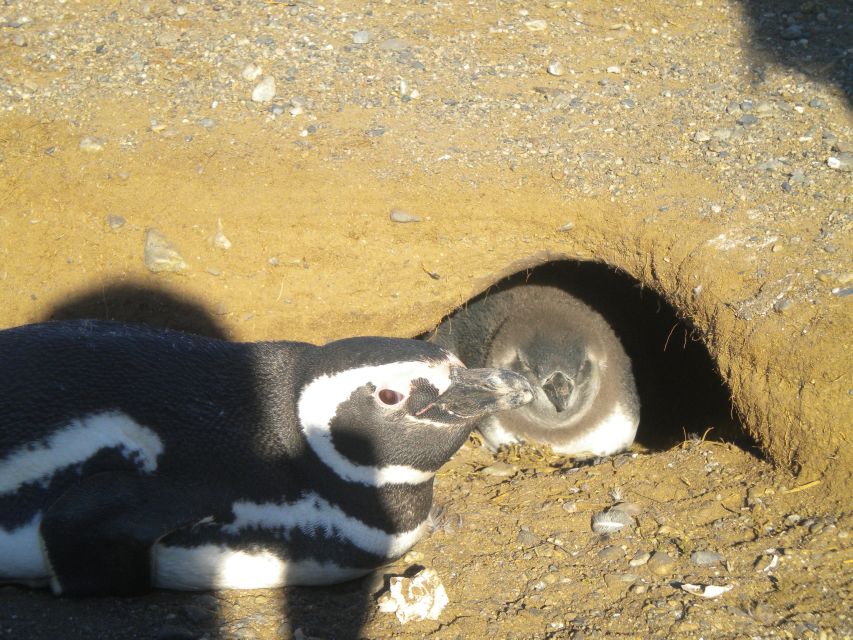 Magdalena Island Penguin Tour by Boat From Punta Arenas - Tour Review Summary
