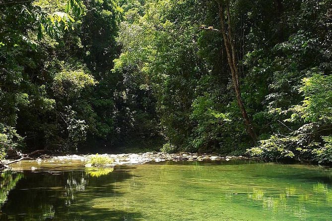 Magical Mermaid Pool and Caroni Swamp - Caroni Swamp: Birdwatching Paradise