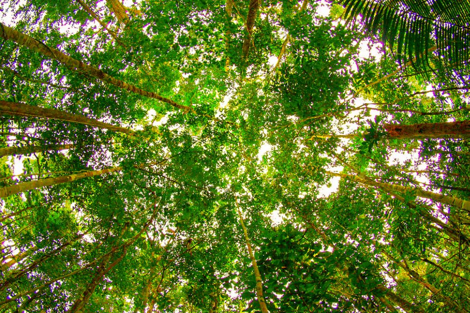 Manaus: Amazon Jungle Half-Day Walking Tour - Tour Duration and Language Options