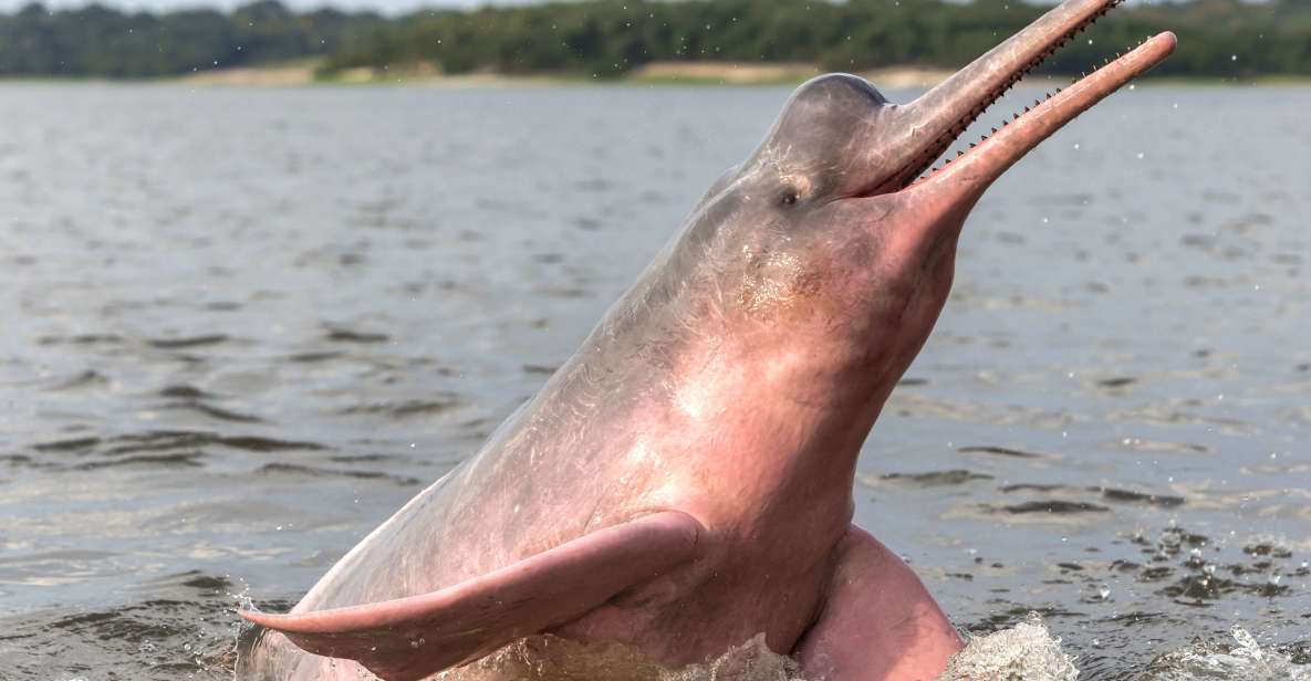 Manaus: Guided Amazon Dolphins Day Trip With Boat and Pickup - Group Size and Restrictions